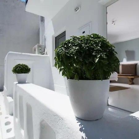 招待所 Arktos White *